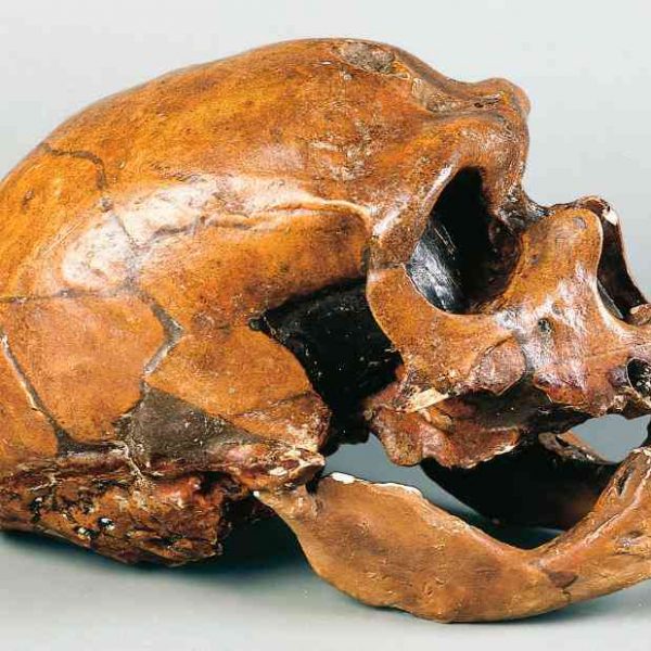 Neanderthals had interbred with human ancestors, whose genomes are still in decline