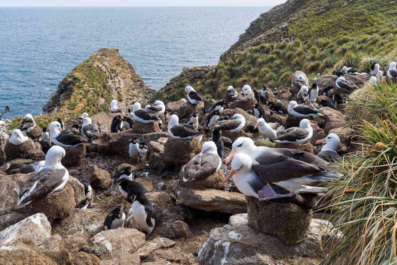 The decline of Albatrosses, a beloved bird, could be linked to climate change
