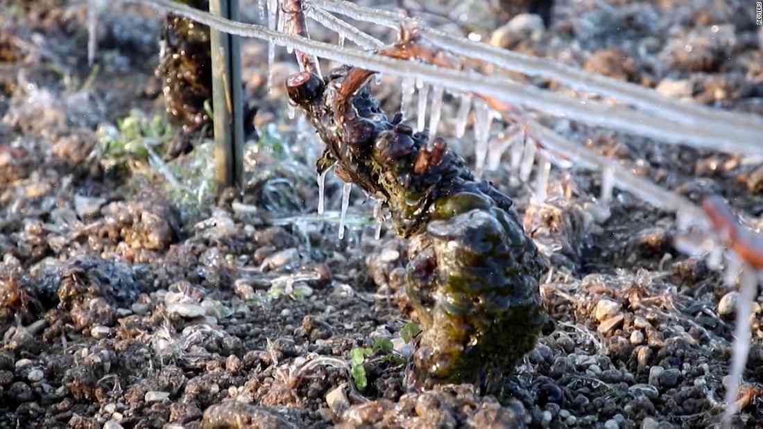 France is concerned about a potential ‘winter of discontent’ in its vineyards